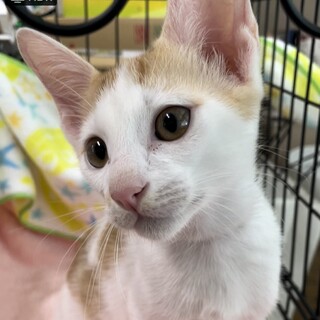 背中に乗るの大好き❤️茶白もなか