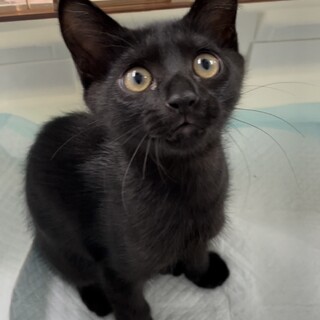 人大好き！温厚な性格の男の子黒猫ジジ