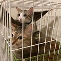 雑種の女の子　姉妹　ここ  &  なな ちゃん