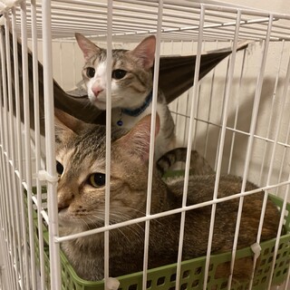 雑種の女の子　姉妹　ここ  &  なな ちゃん