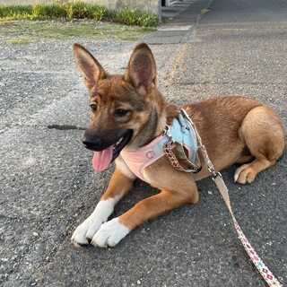 明るく天真爛漫な女の子！アーモンドちゃん