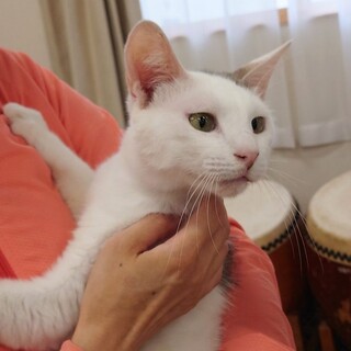 1/22石巻で里親探し会！「豆大福」♂