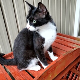 幸運を呼ぶ鍵しっぽ持ち！人懐っこく活発な女の子