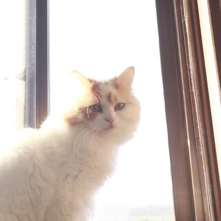 人見知りの男の子です