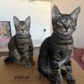 子猫姉妹一緒に里親募集中