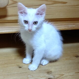 真っ白のふわふわ雪ちゃん