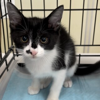 人馴れ左肩にハート柄ハチワレ女子つむぎ