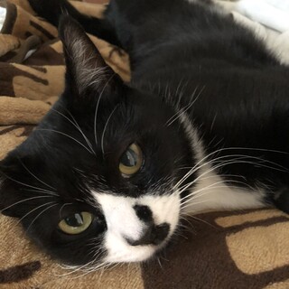 ハチワレ靴下女の子(毎日目薬あり)