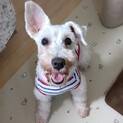 片耳立ちのミルキィちゃん 6歳