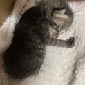 仔猫里親急募！