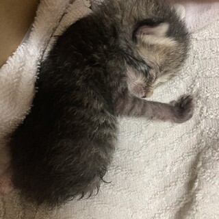 仔猫里親急募！