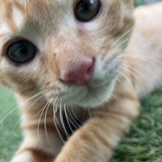 のんびりおっとり男子茶トラくん