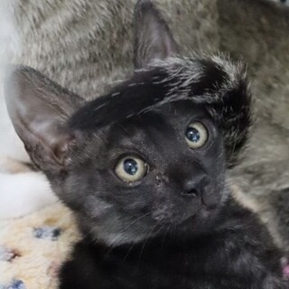 癒し猫で一緒に居て楽しい黒仔猫のウッキーちゃん❣️