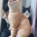 甘えん坊の3匹
