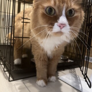 優しい方に飼ってもらおう