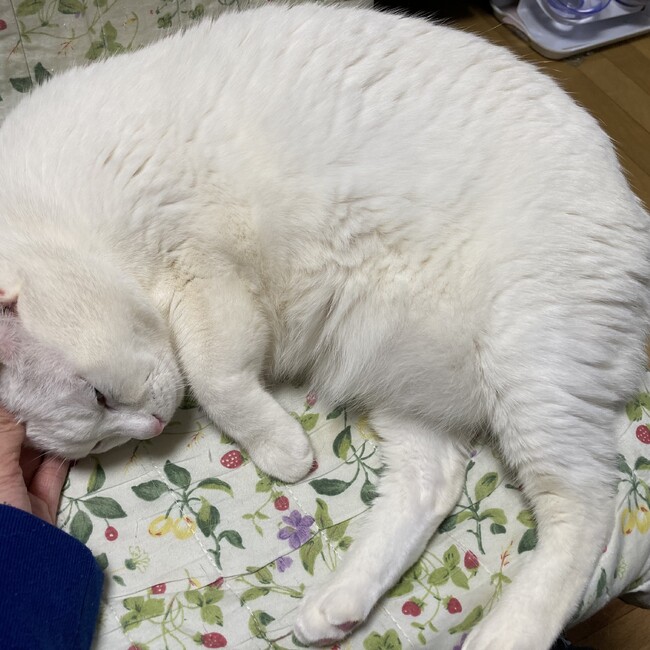 lunamiのカバー写真