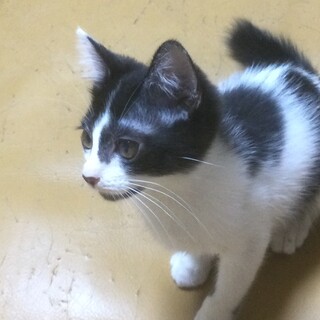 寄り添い上手なおてんばさん