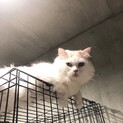 はんぺん