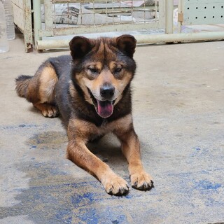 元気で人懐こいタケルくん（問い合わせ中）
