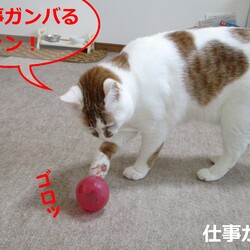 「4号通信⑩ 故郷離れて1年目」サムネイル3