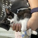 急募　３ヶ月のハチワレちゃん