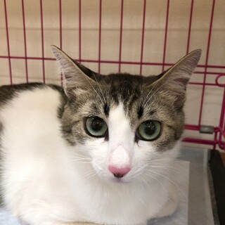 おっきなお目目の甘えん坊さん♡こまちちゃん