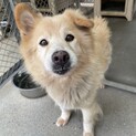 元気なおばあ犬