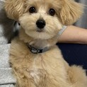 人懐っこいポメプーです！