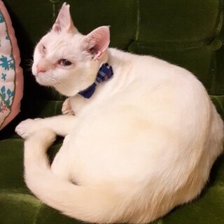 奄美大島からやってきたクレームブリュレ君