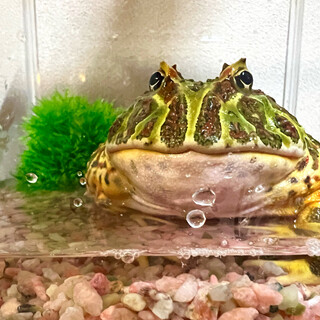 おおきいベルツノガエルです