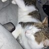 かえ太郎