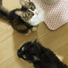 へらちゃん