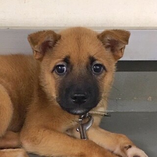 【相談中】鼻黒わんこ イーグルくん 2ヶ月