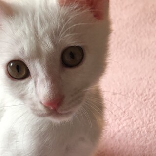 おっとり甘えん坊白猫男子アイス