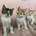 生後3ヶ月❤︎オス3匹