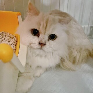 【交渉中】大人しいマンチカン女の子♪