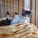 おとなしくて可愛い子猫の里親を探しています！