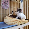 おとなしくて可愛い子猫の里親を探しています！ サムネイル2