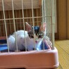おとなしくて可愛い子猫の里親を探しています！ サムネイル3