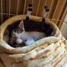 おとなしくて可愛い子猫の里親を探しています！ サムネイル4