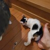 おとなしくて可愛い子猫の里親を探しています！ サムネイル5