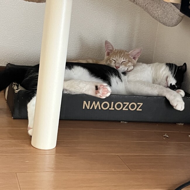ごますけむぎたろうのカバー写真