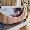 おとなしくて可愛い子猫の里親を探しています！ サムネイル6
