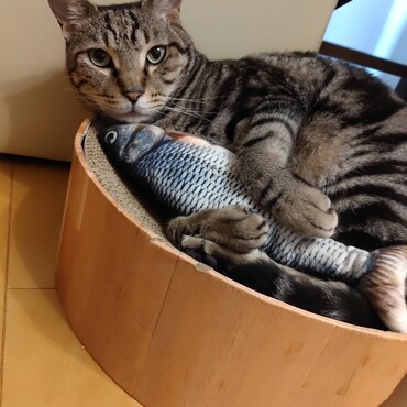 最近のおもちゃ ^_^