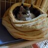 おとなしくて可愛い子猫の里親を探しています！ サムネイル7