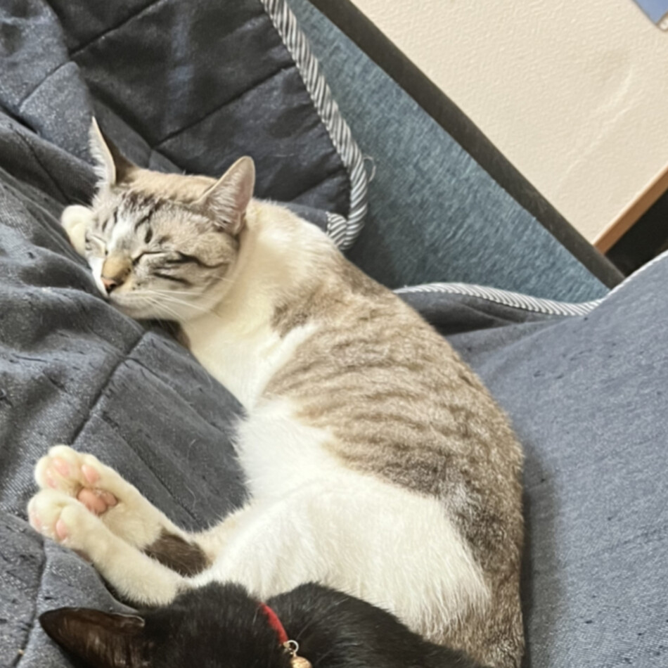 ちびのカバー写真