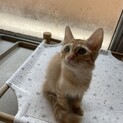 2ヶ月の子猫 茶トラのオス