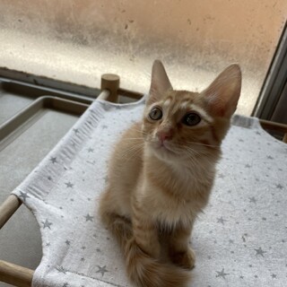 2ヶ月の子猫 茶トラのオス