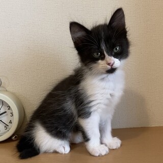 ミルクで育てた甘えん坊ちゃん♪