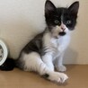 ミルクで育てた甘えん坊ちゃん♪ サムネイル2